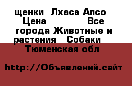 щенки  Лхаса Апсо › Цена ­ 20 000 - Все города Животные и растения » Собаки   . Тюменская обл.